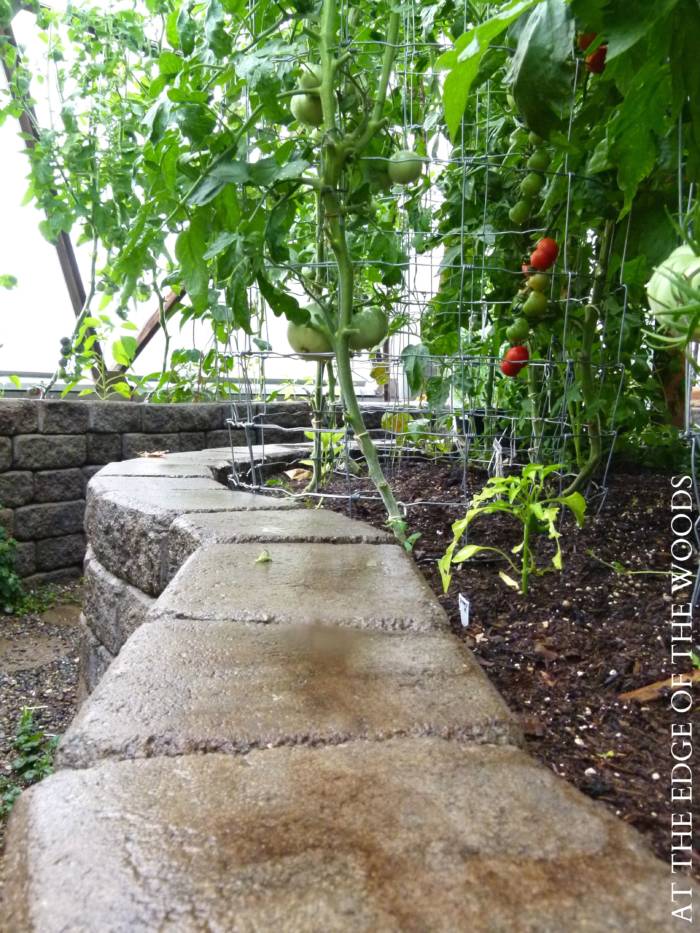 Tomatoes in stone raised garden beds in a greenhouse
