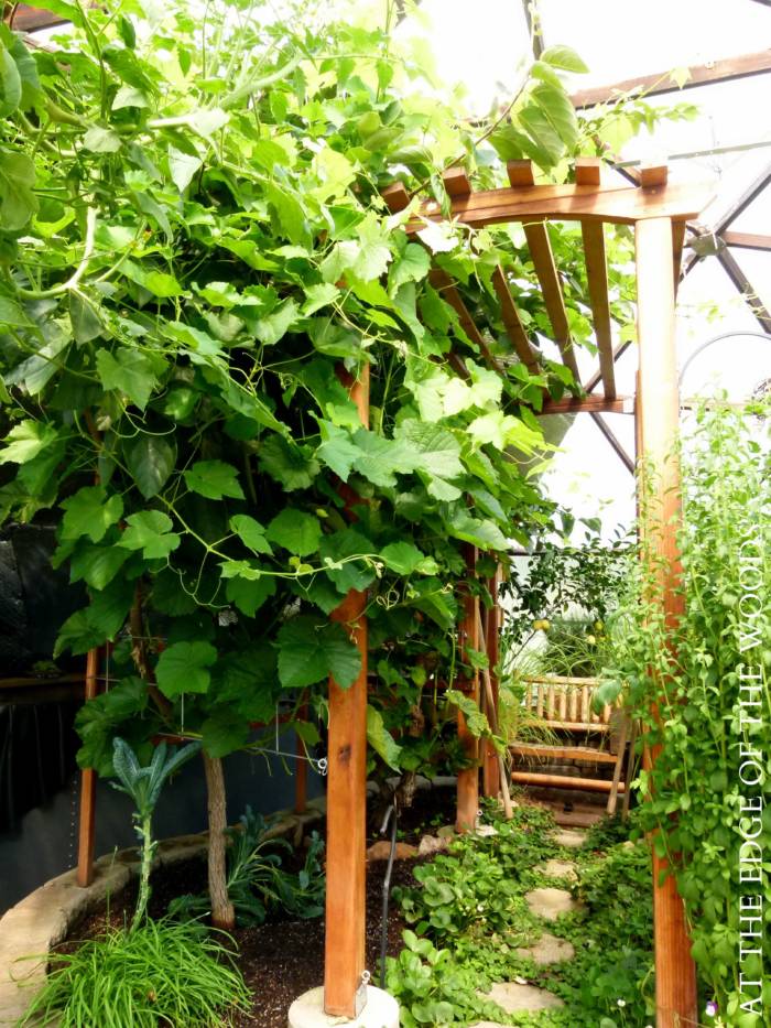 Trellis inside a Growing Dome greenhouse providing shade