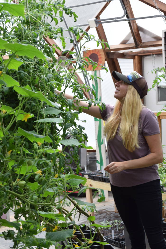 Erica Blumenfeild tending tomatoes in the dome greenhouse galassroom