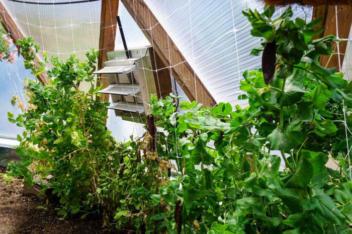 DSC07463 - Growing Spaces Greenhouses Greenhouse fan