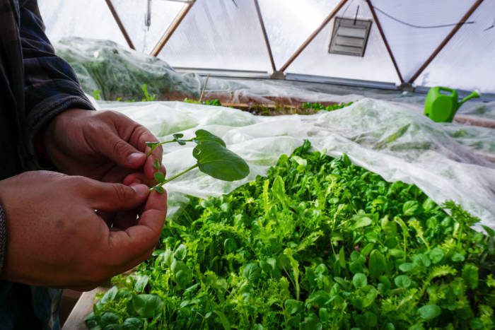 DSC09096 - Growing Spaces Greenhouses Row covers in a Growing Dome Greenhouse