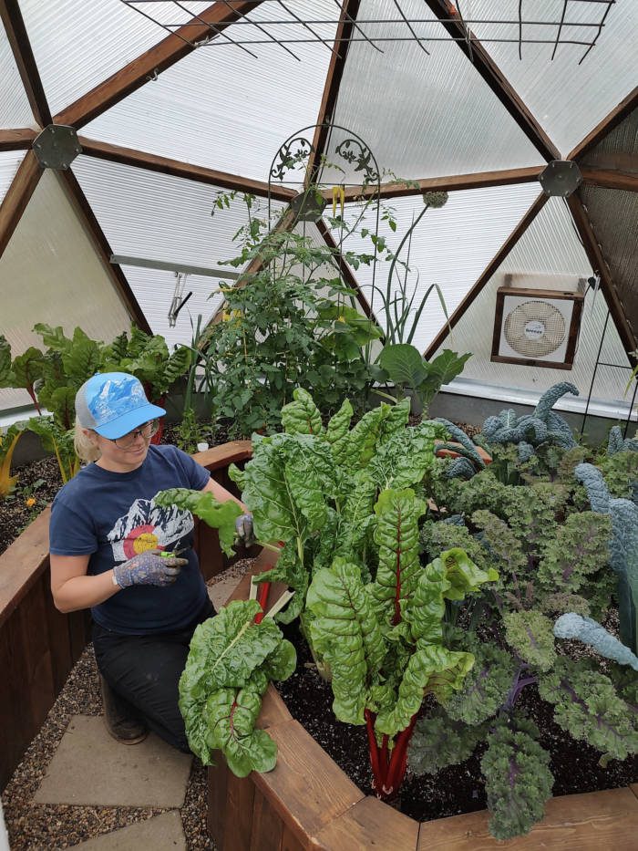 Our Gardener Desiree harvesting swiss chard in our 18' Growing Dome Pagosa Springs.