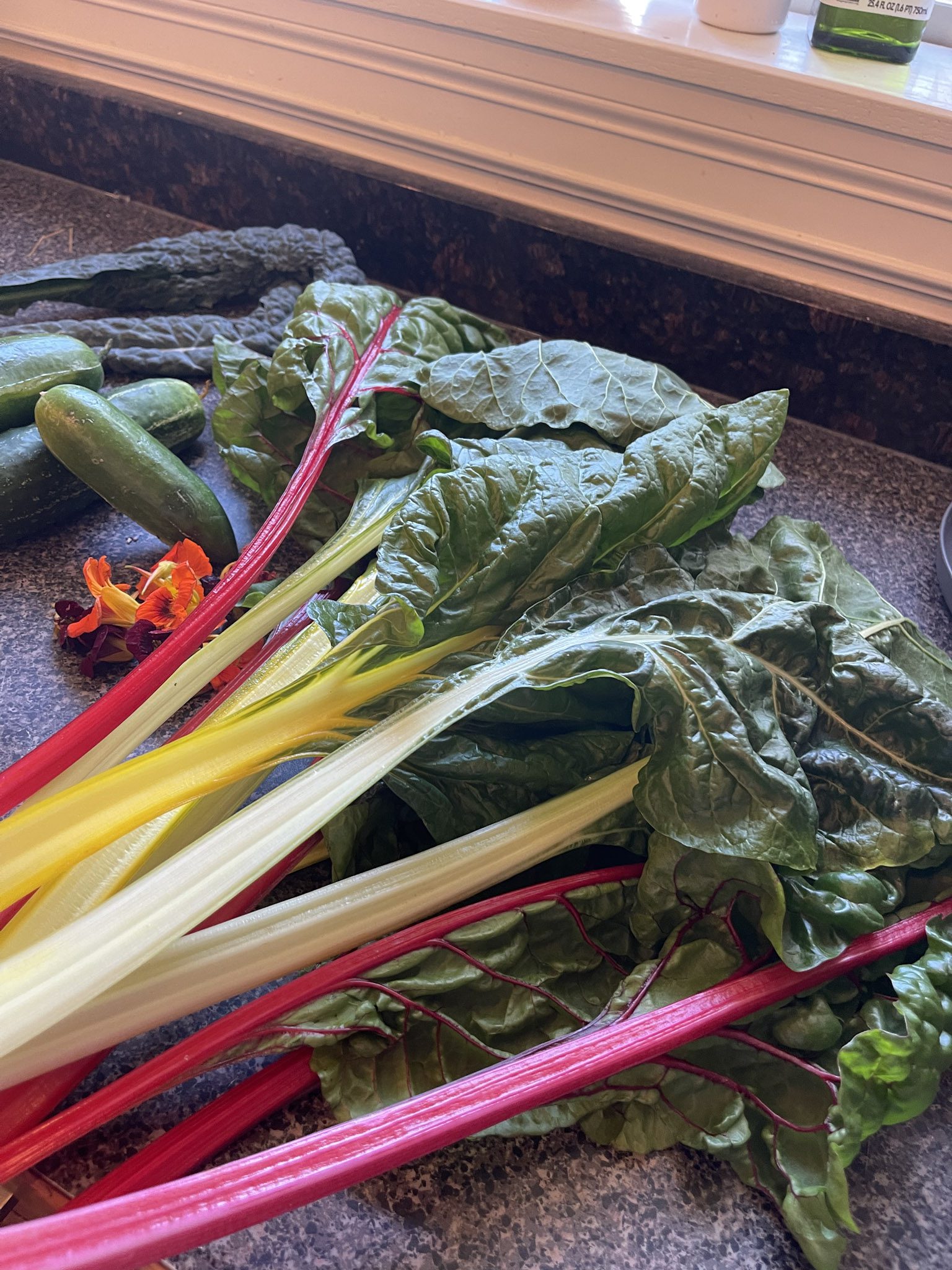 Fresh harvested chard in the kitchen