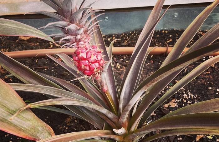 pink pineapple growing in a greenhouse