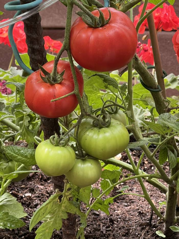 vine ripening tomatoes ready to harvest