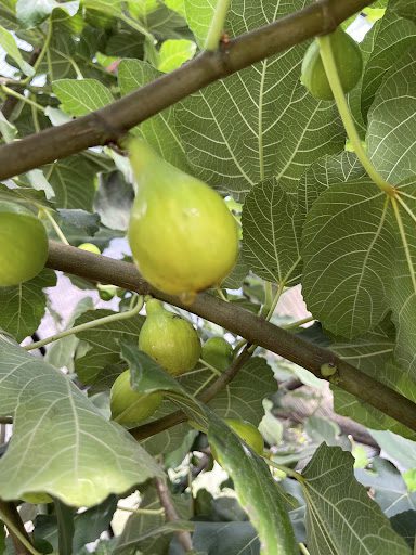 Edible Fig  Future Tree Health