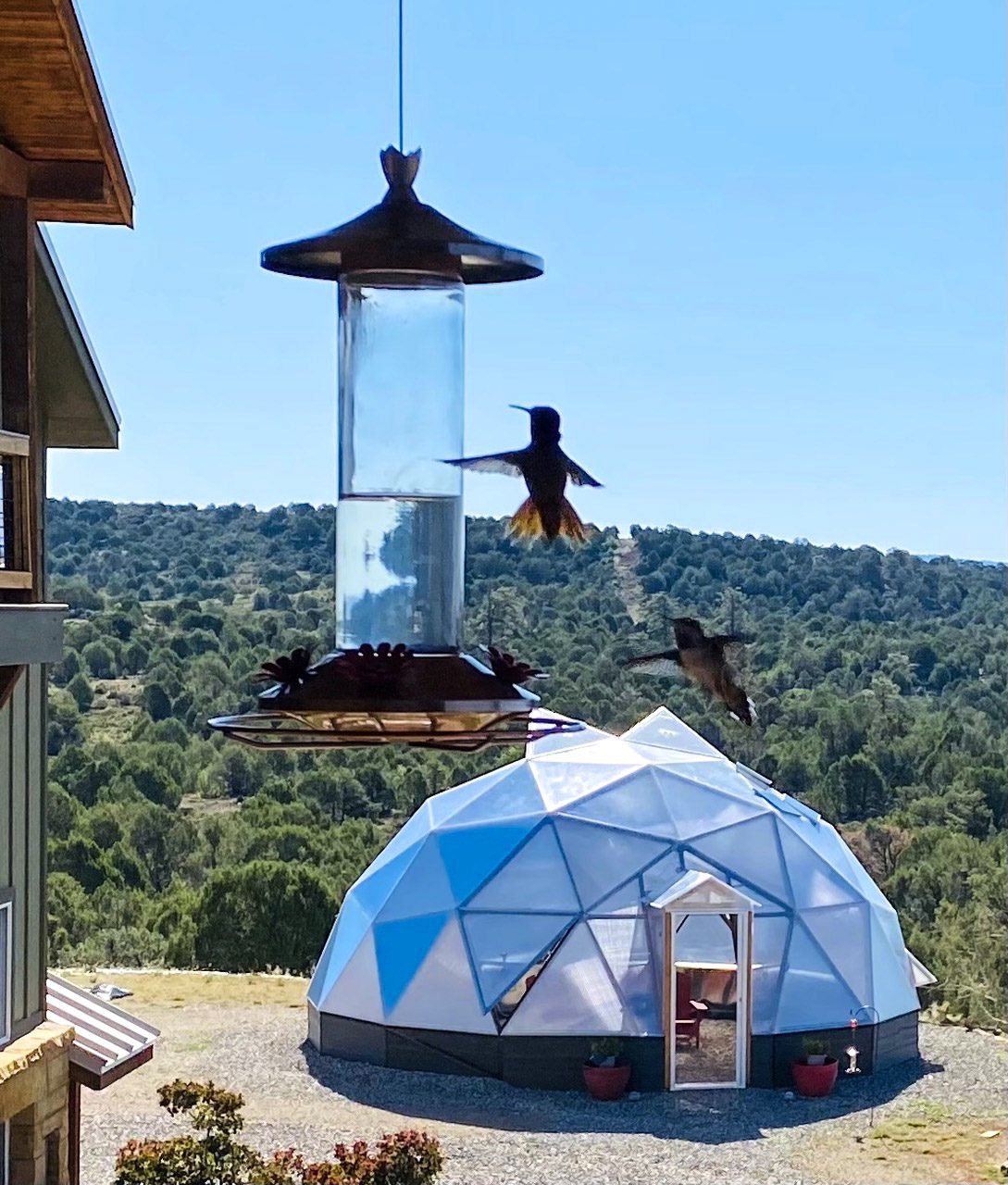 hummingbirds feeding with Geodesic dome greenhouse in the background