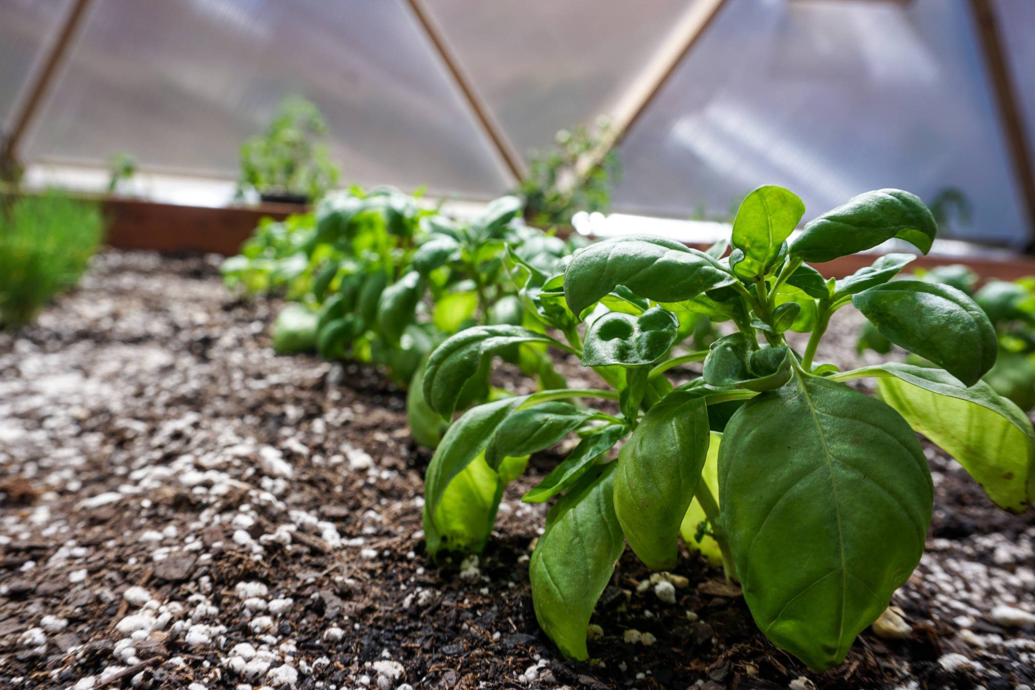 Basil Growing in Raised Bed Greenhouse Garden