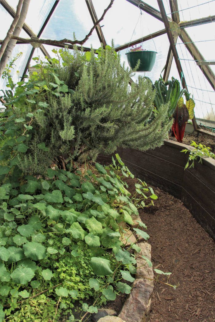 12 Healthy Reasons To Grow Rosemary This Year - Farmers' Almanac
