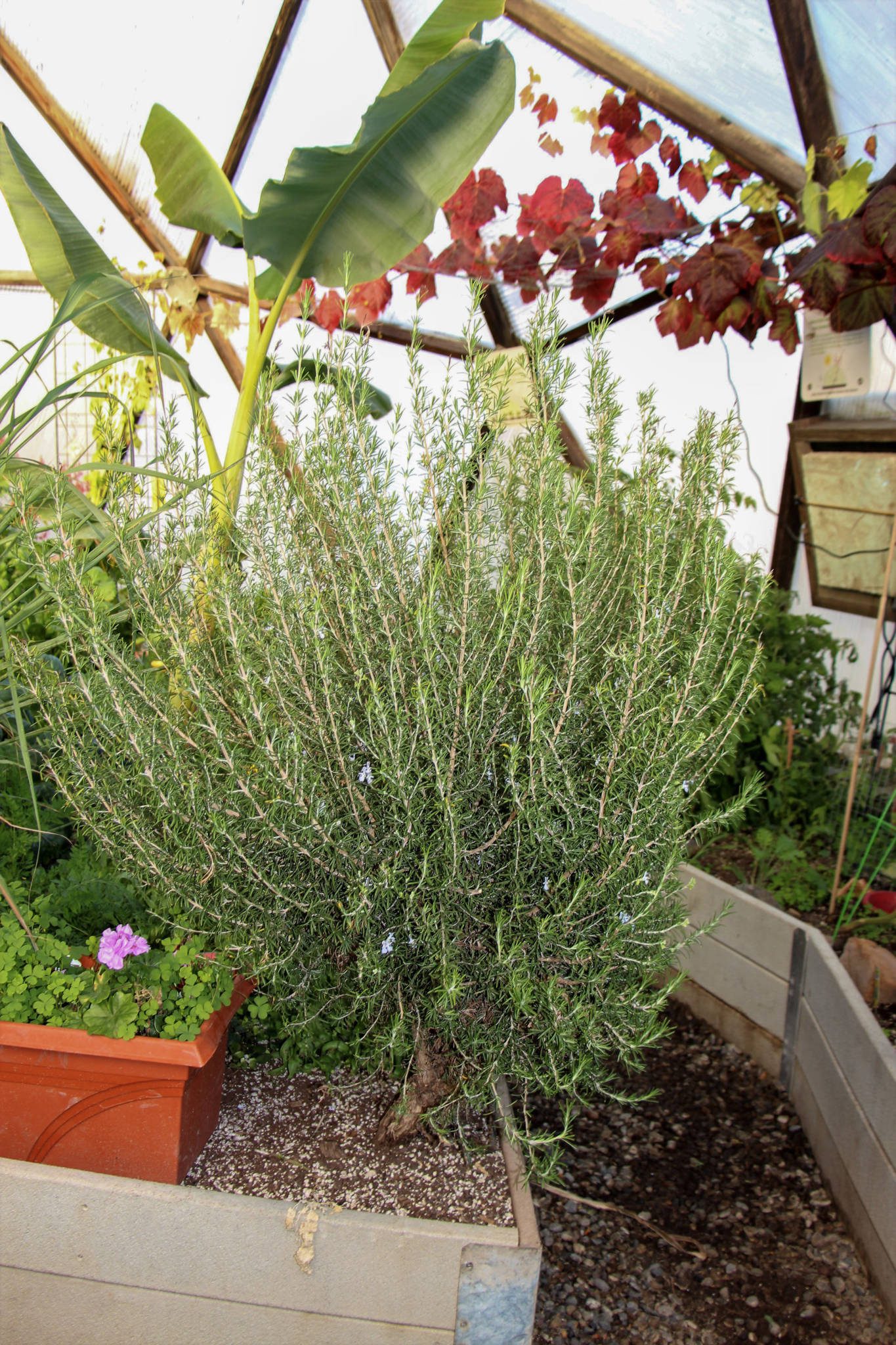 Rosemary Growing next to a banana tree and grape vine in a Growing Dome greenhouse