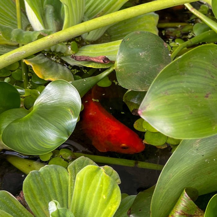 One goldfish in above ground pond surrounded by plants