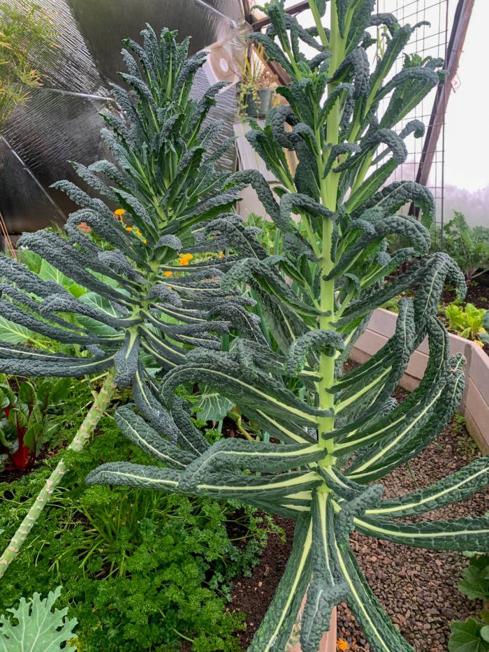 Large dinosaur kale plants