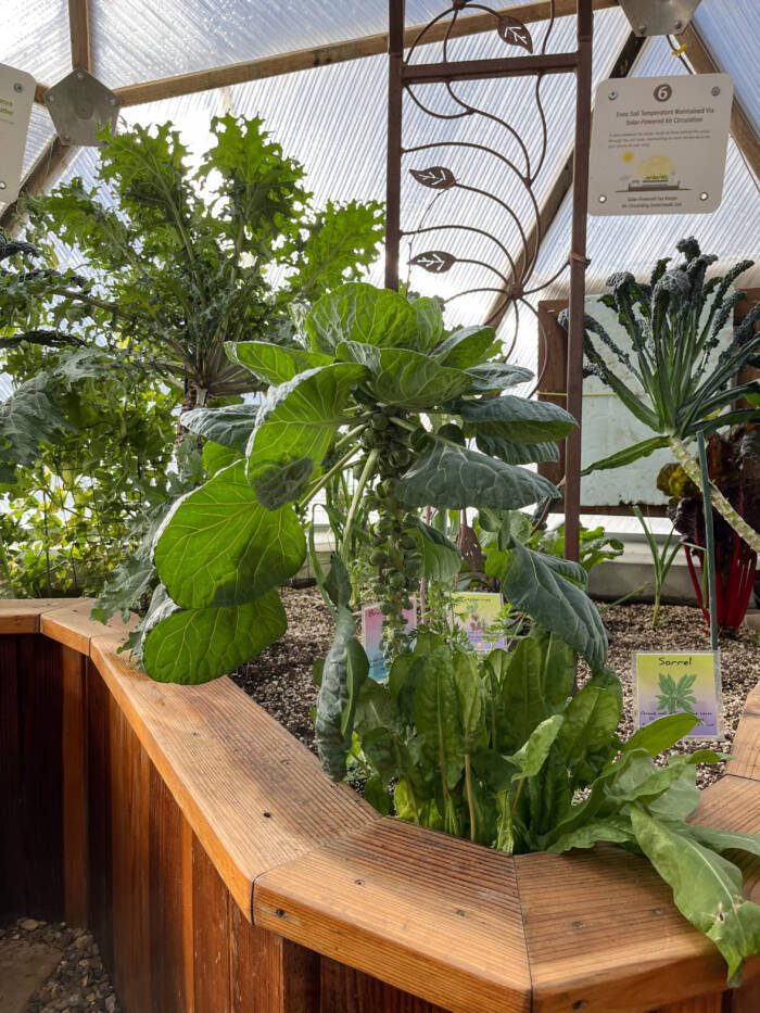 Growing Brussels Sprouts in a Greenhouse - A Winter Warrior