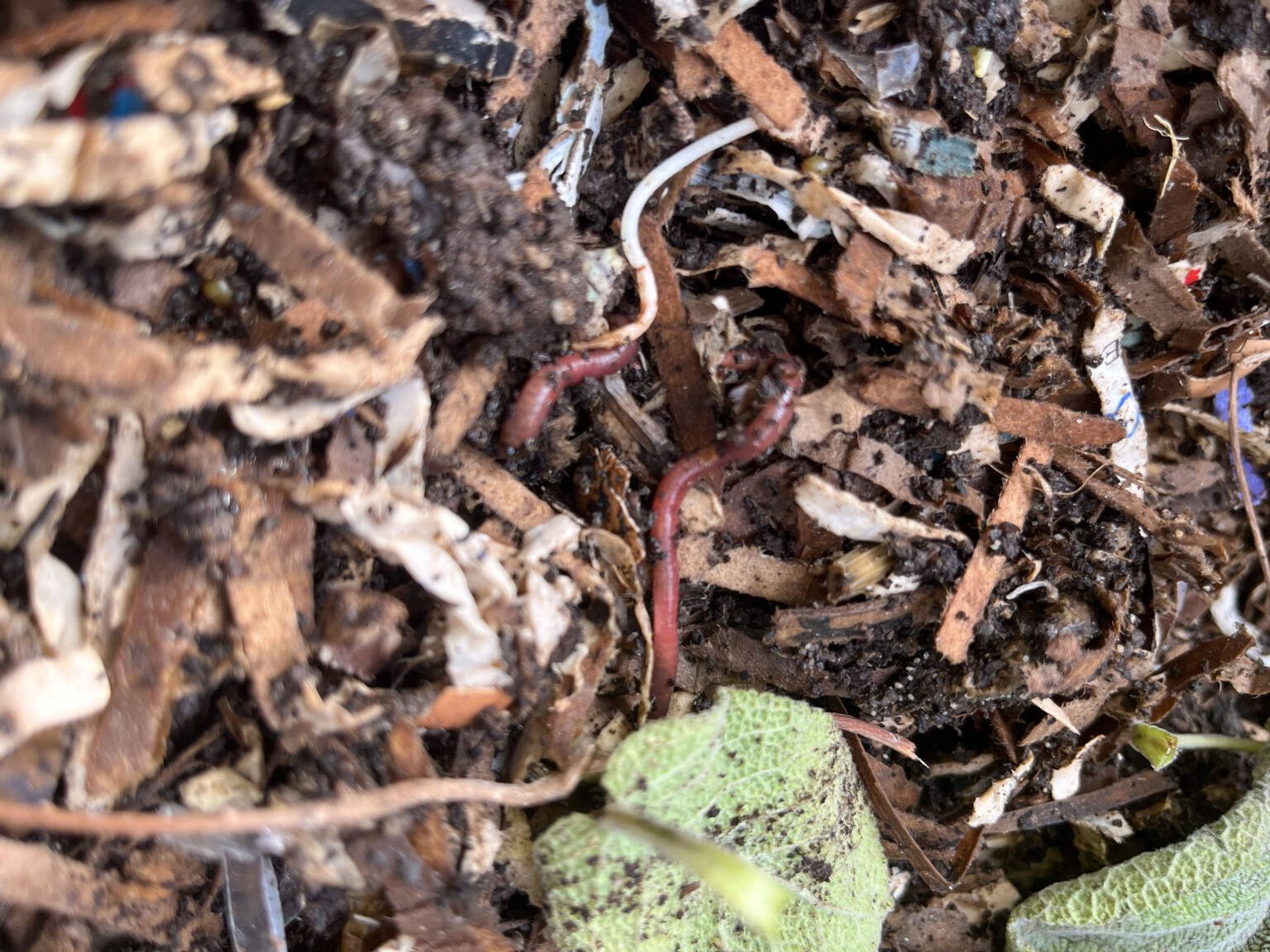 What is Vermiculture, and How to do it?