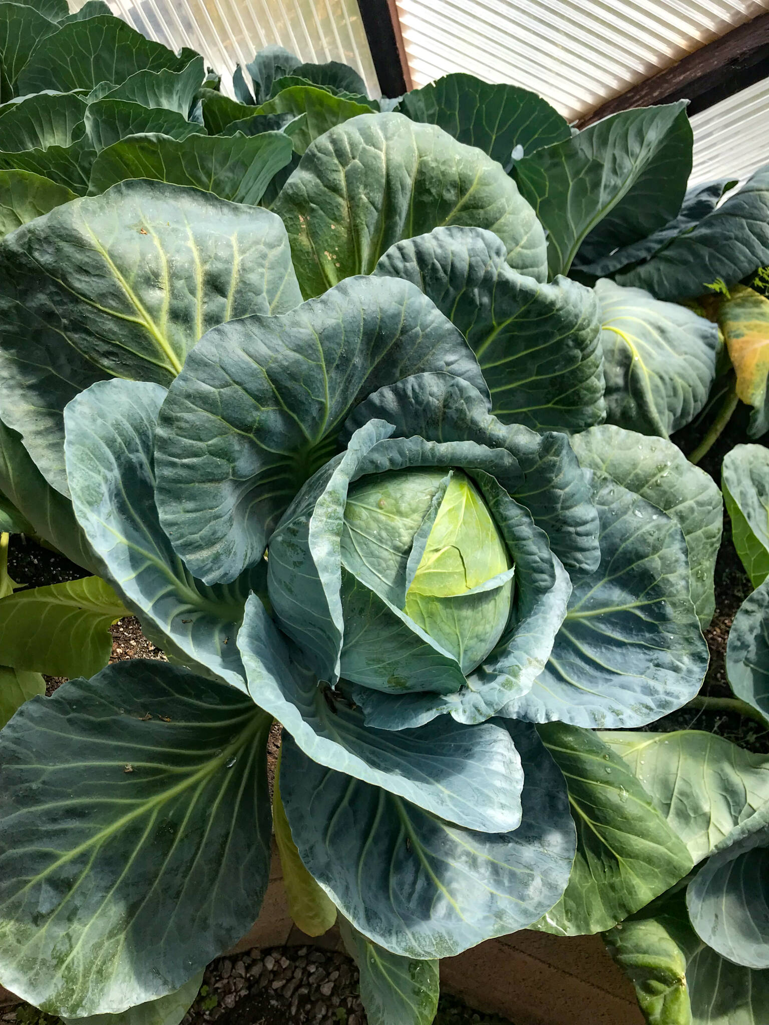Cabbage - Growing Spaces Greenhouses