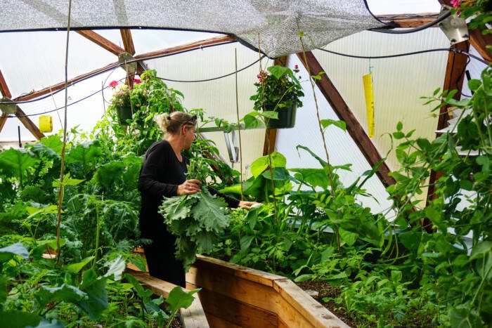 DSC04260 - Growing Spaces Greenhouses gardener harvesting fresh produce from a greenhouse