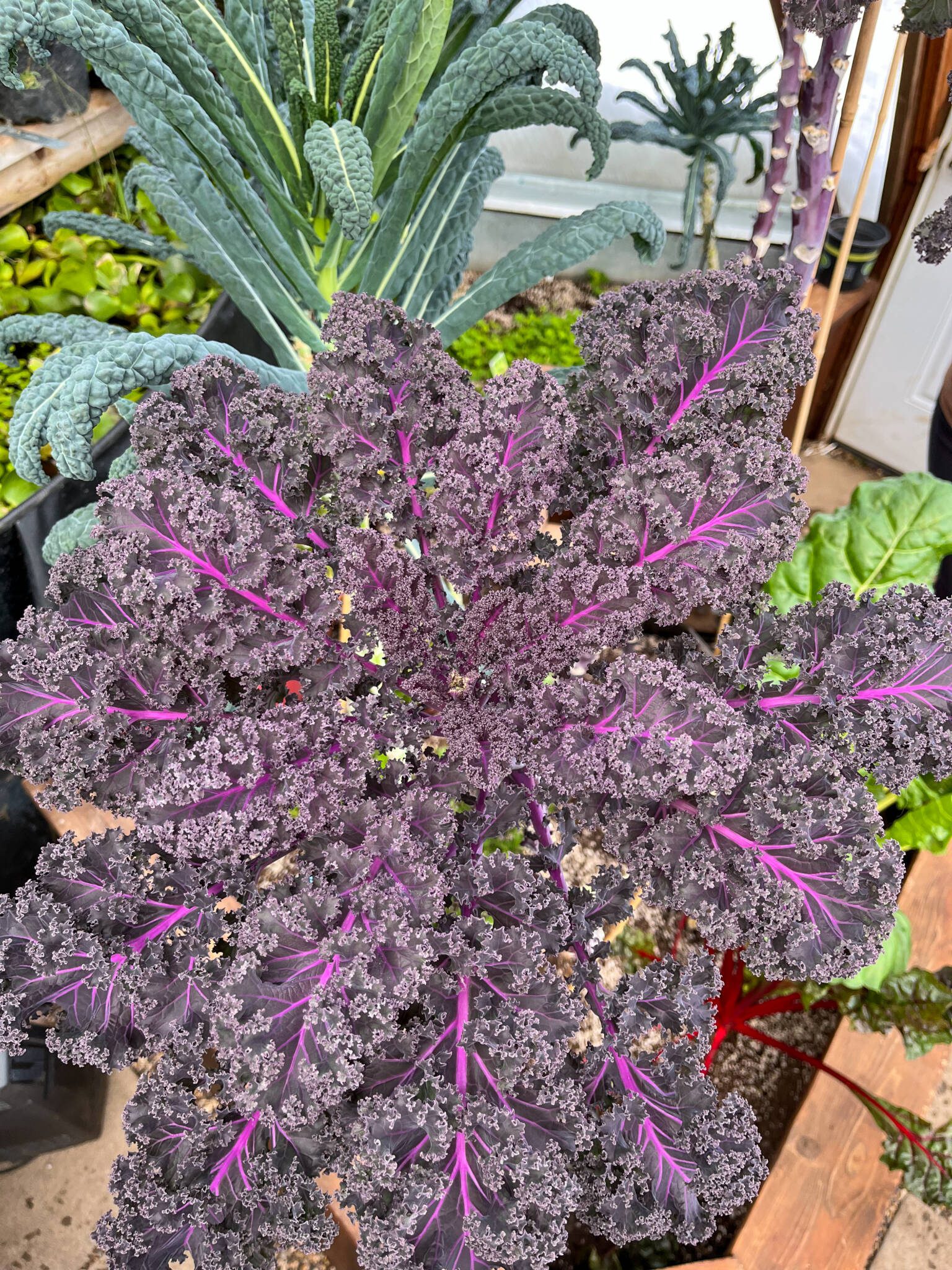 Kale plants in Growing Dome Greenhouse