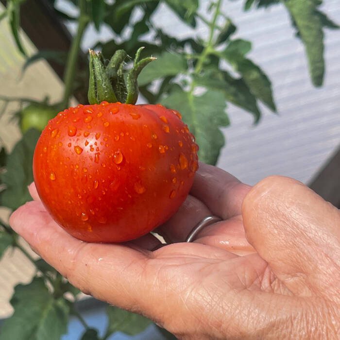 Fresh tomato from a backyard greenhouse