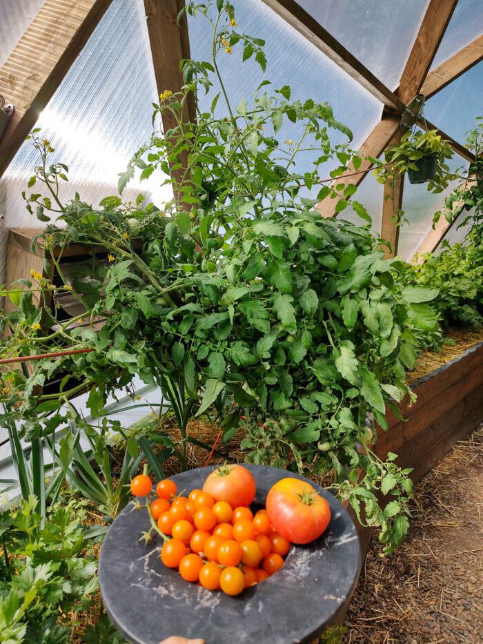 IMG_7923 - Growing Spaces Greenhouses Tomatoes and tomato plant in a greenhouse