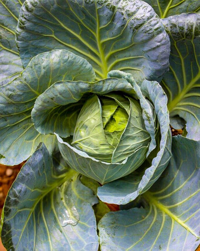 cabbage head and leaves