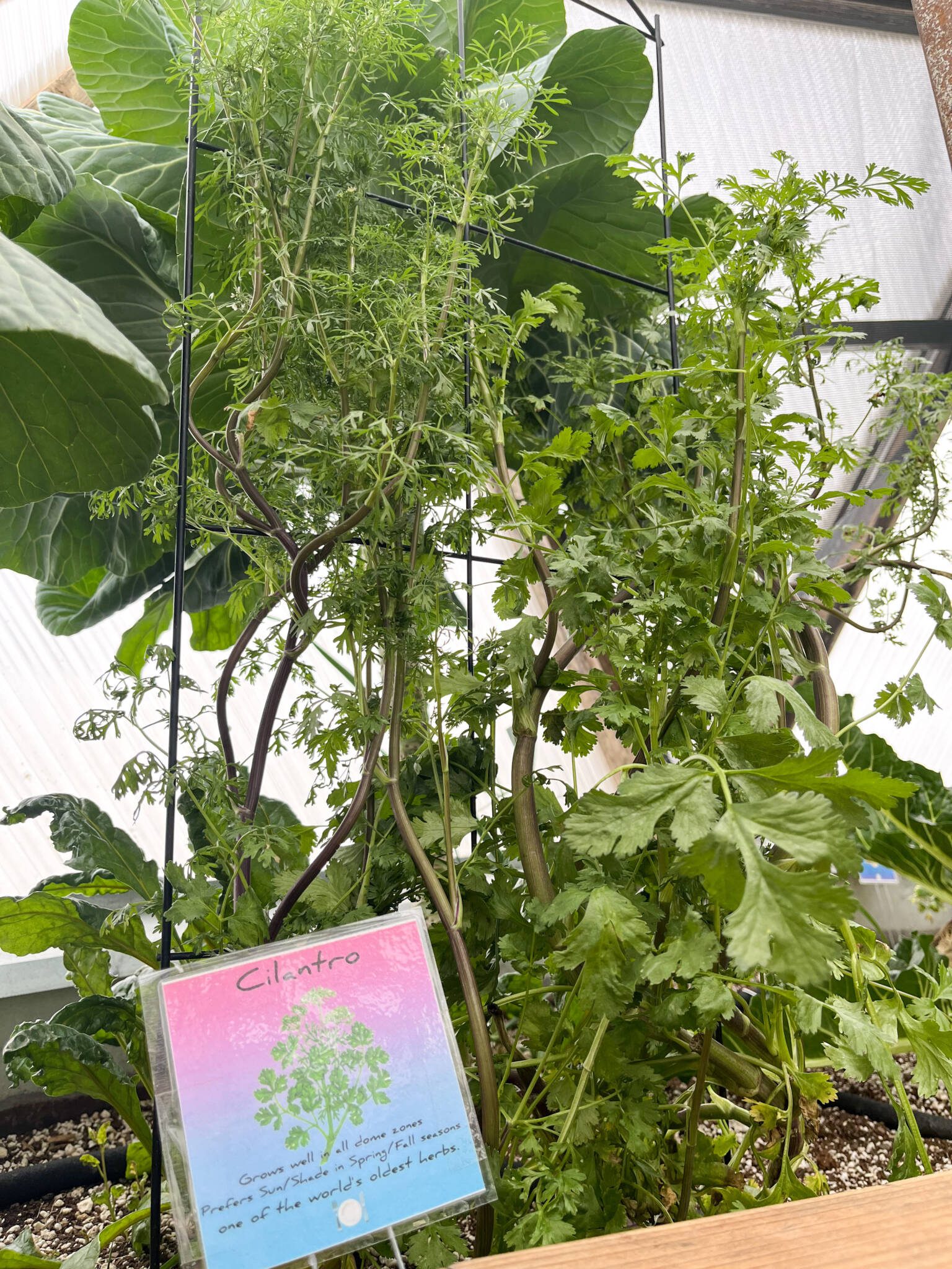 growing cilantro