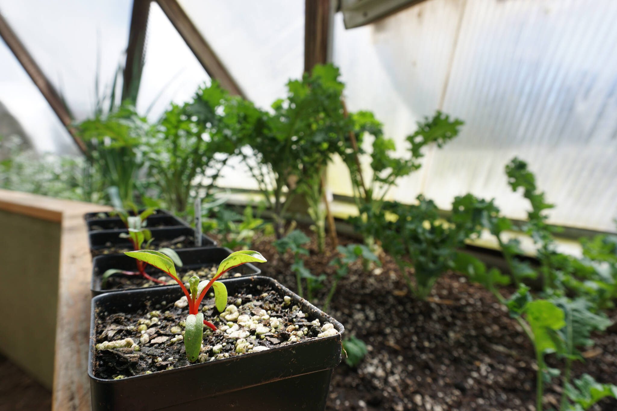 DSC09790 - Growing Spaces Greenhouses