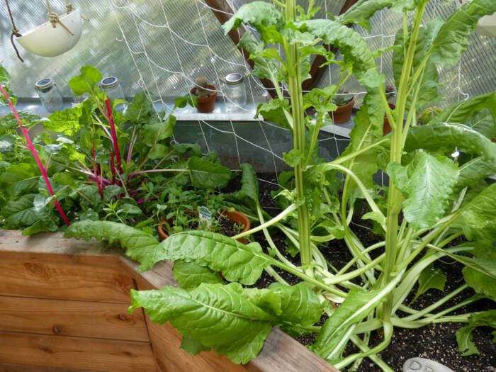 Chard in Growing Dome