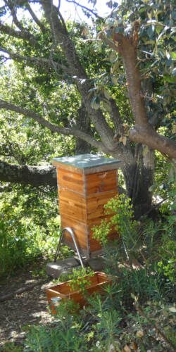Bee Hive Outside Growing Dome