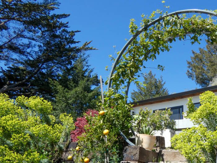 Passion Fruit Tree Thriving on Modern Homestead