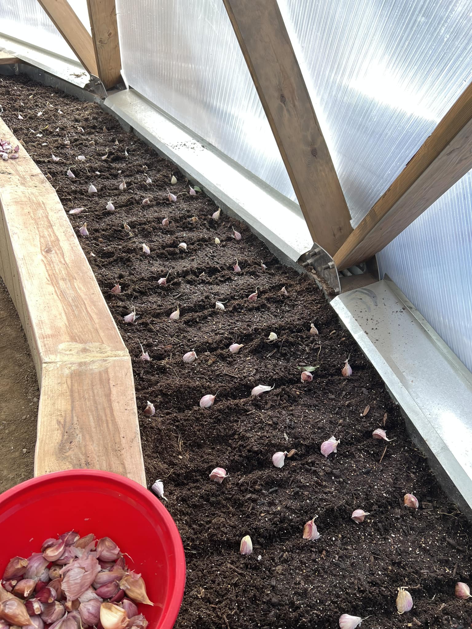 planting garlic cloves in a dome