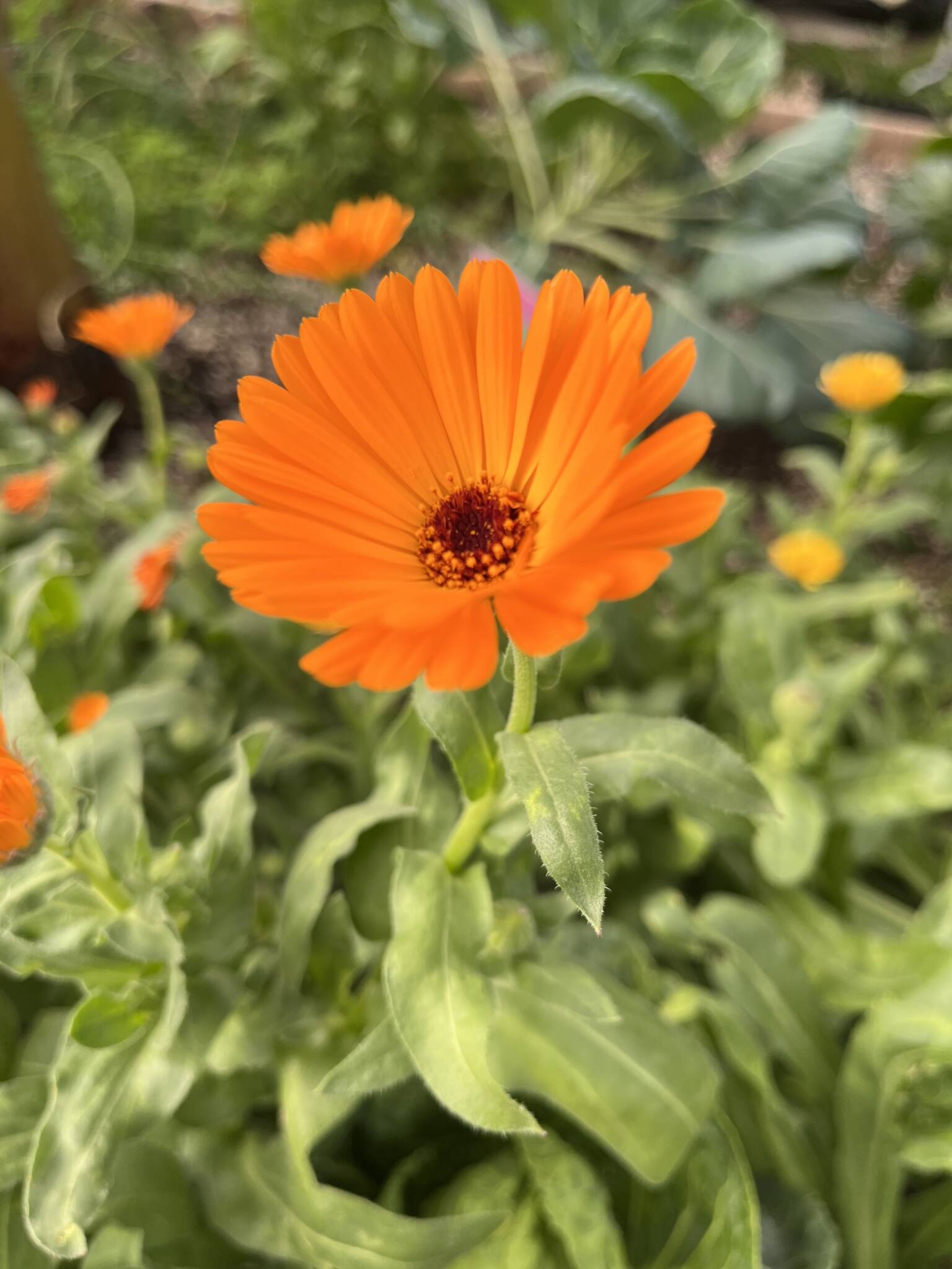 Calendula Growing in a Growing Dome Greenhouse