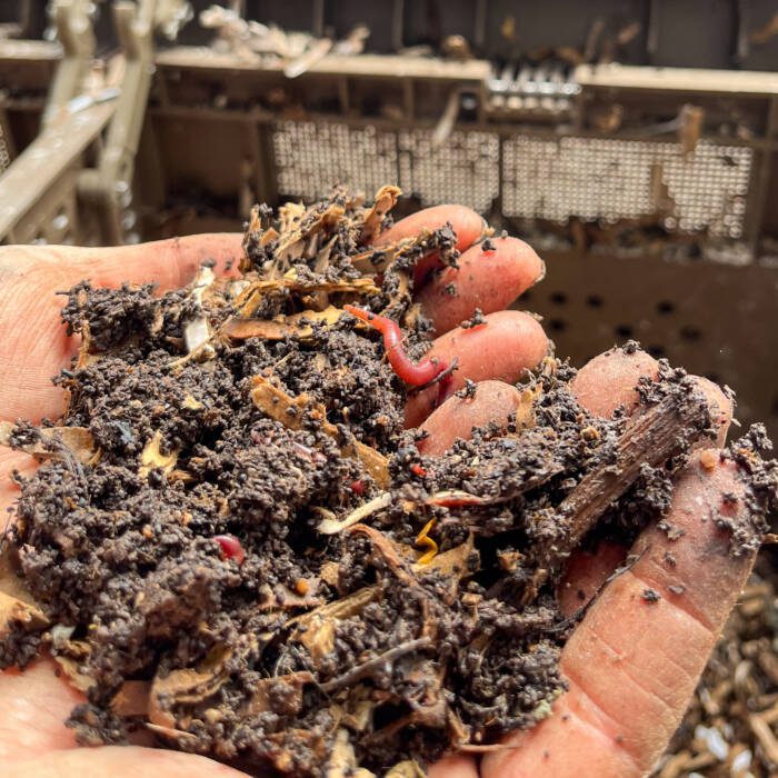 Worm castings from a vermiculture system
