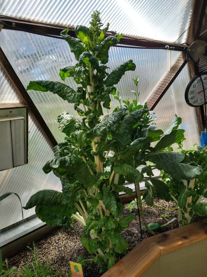 chard growing in a greenhouse