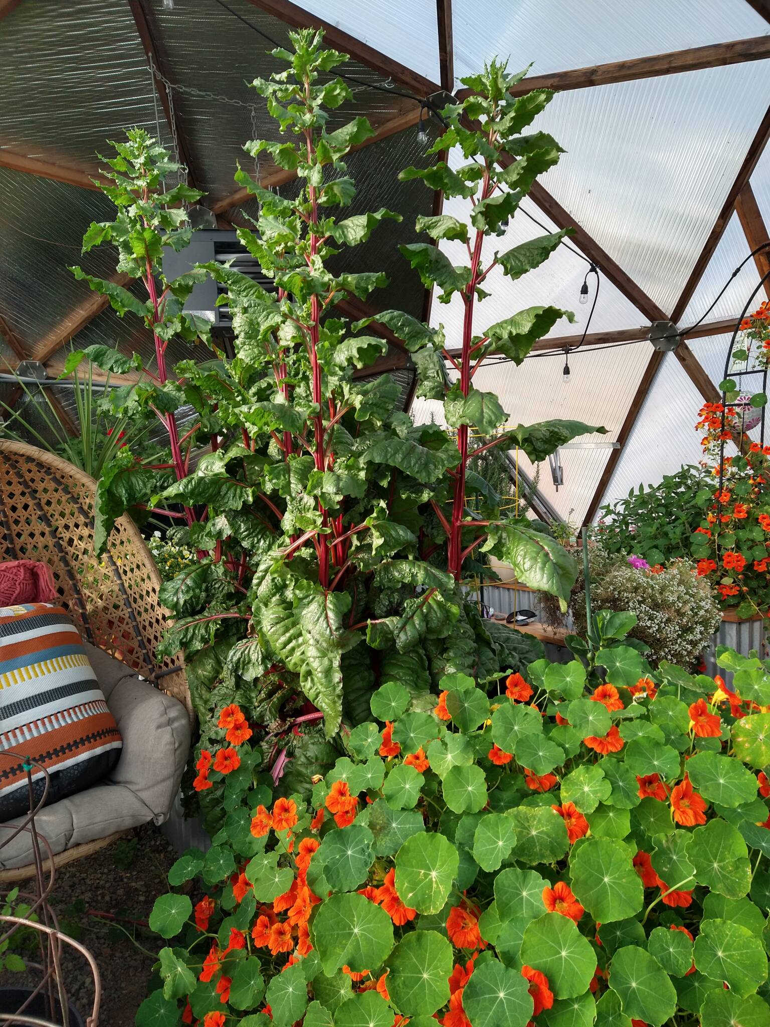 chard and nasturtiums greenhouse - Growing Spaces Greenhouses chard growing in a growing dome greenhouse