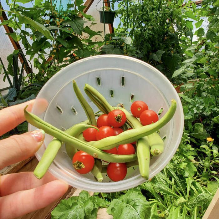 Harvesting Beans and Cherry Tomatoes in the Garden