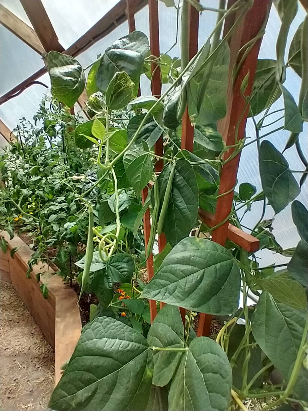 Growing Beans - Planting, Care, and Harvesting