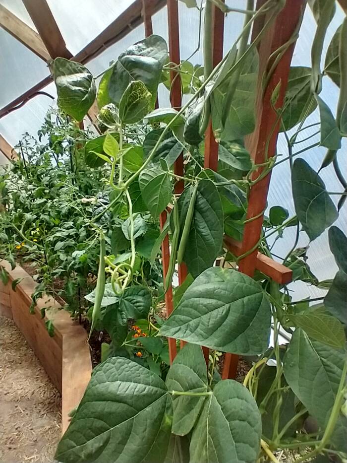 growing beans in a greenhouse
