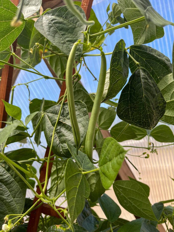 Pole beans in a greenhouse