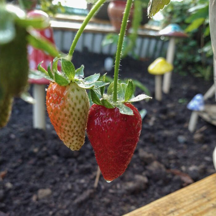 strawberries in greenhoue garden