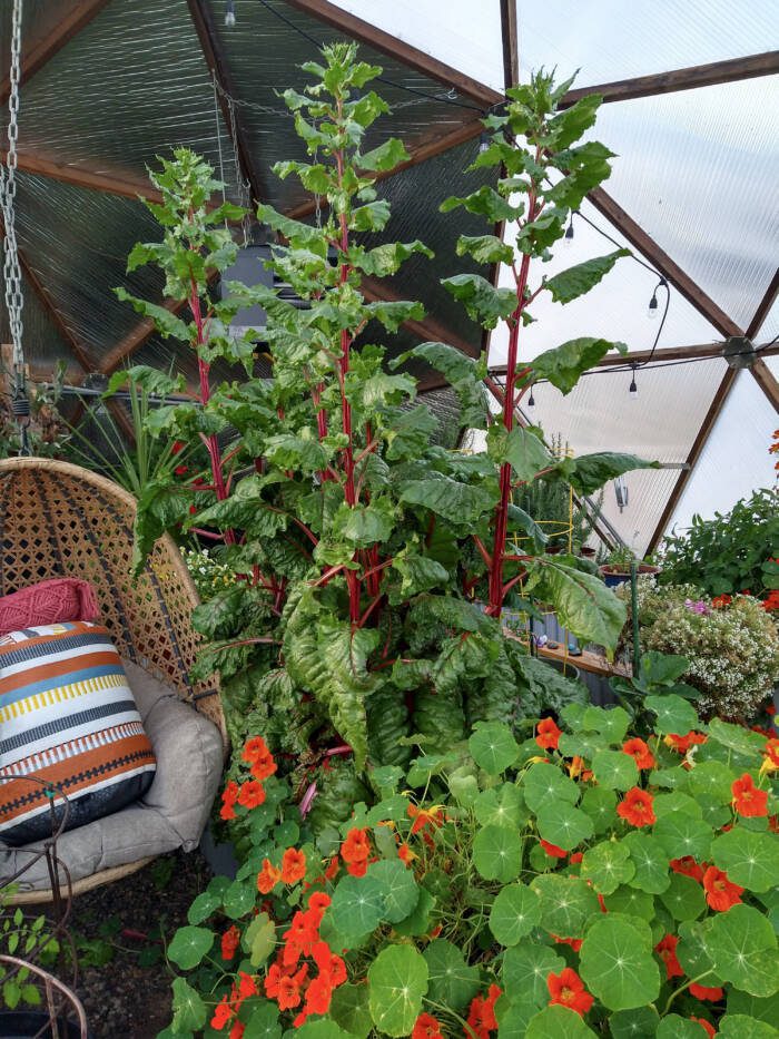 2-IMG_20230504_184919894_HDR - Growing Spaces Greenhouses thriving plants