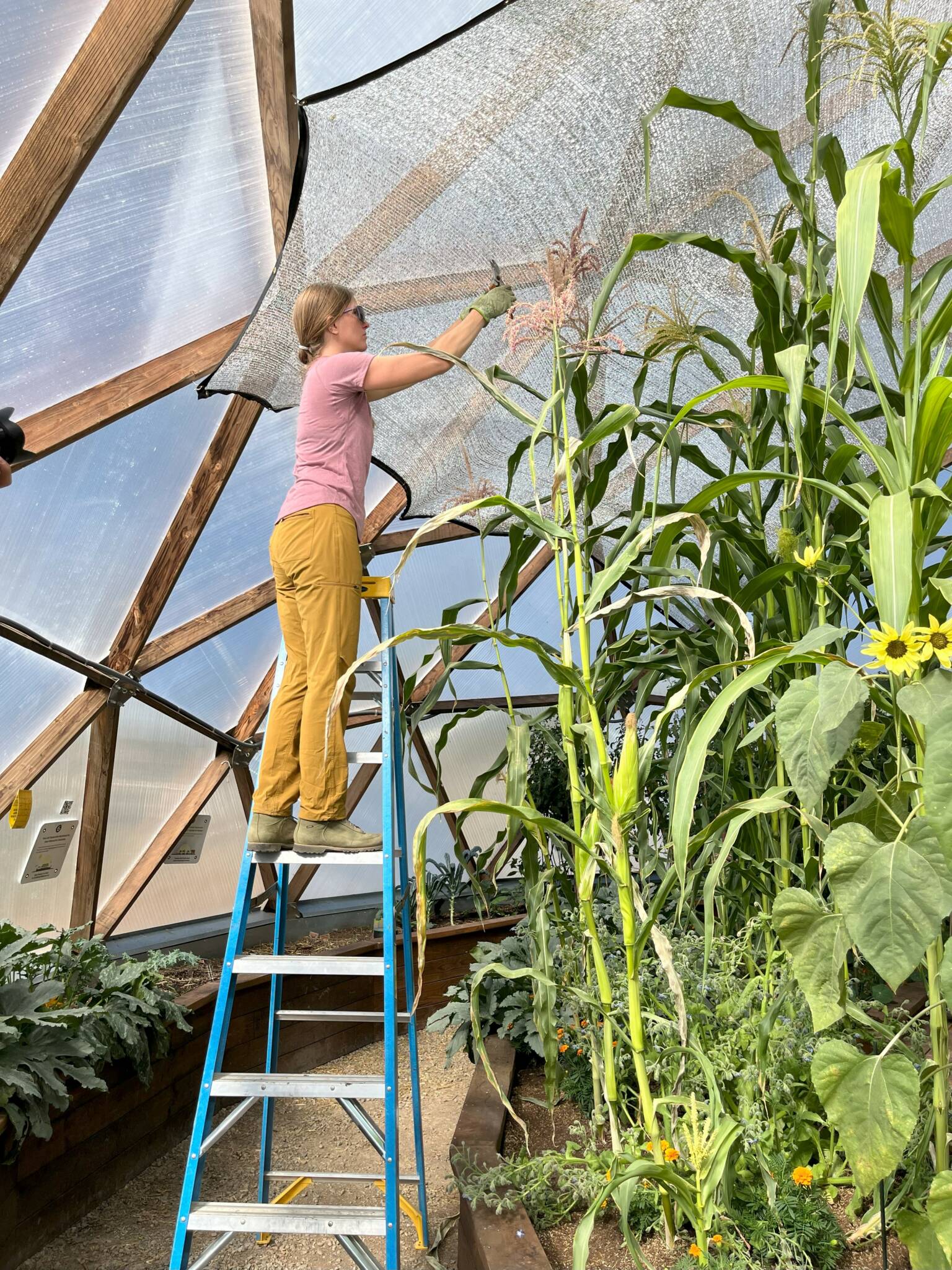 pollinating corn in a greenhouse