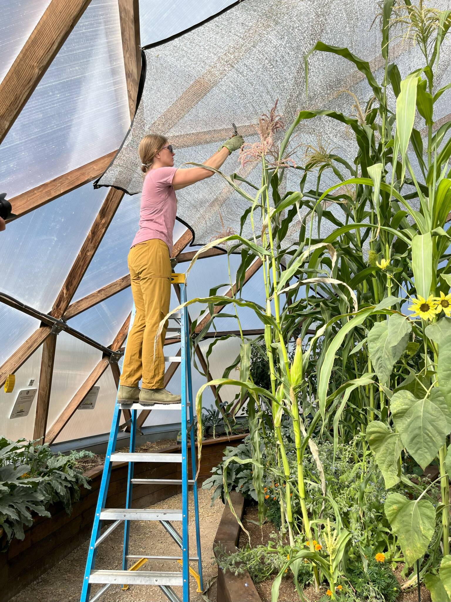 IMG_3460 pollinating corn - Growing Spaces Greenhouses pollinating corn in a greenhouse