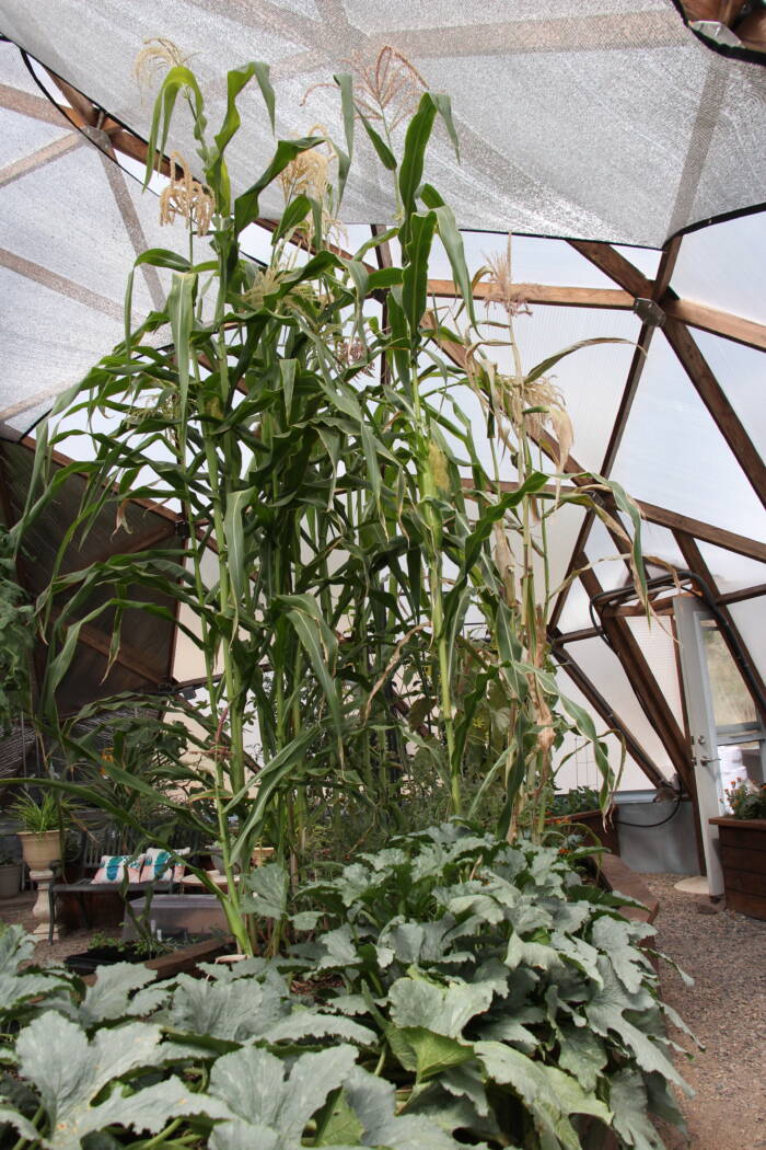 Growing corn and squash together in a growing dome greenhouse in pagosa springs Colorado 