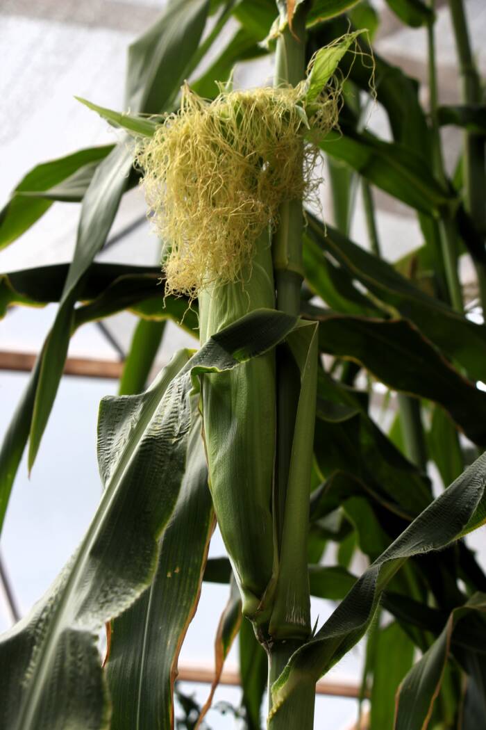 IMG_5579-corn-ear - Growing Spaces Greenhouses Corn Silk