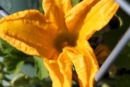 male pumpkin blossom - Growing Spaces Greenhouses Male pumpkin blossom