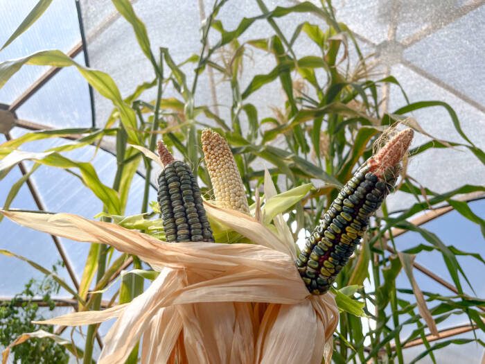 growing corn that is ready for harvest in the greenhouse