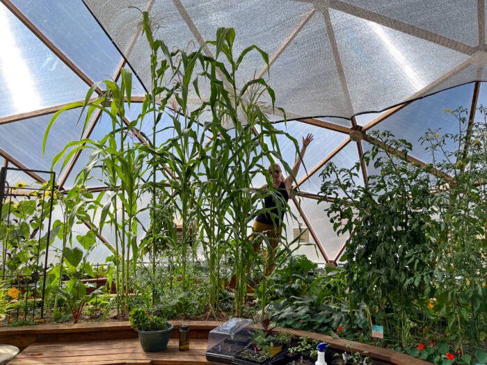 Growing corn in the 42-foot dome