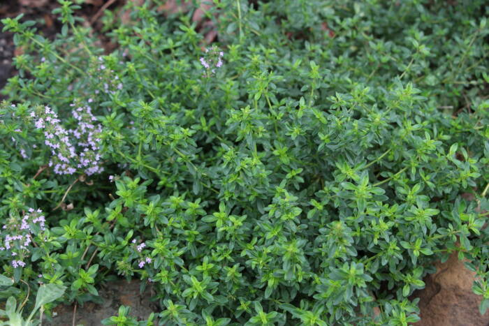 Growing Thyme in a Greenhouse entering flowering phase