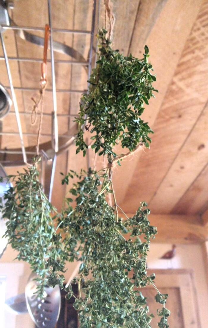 Drying thyme