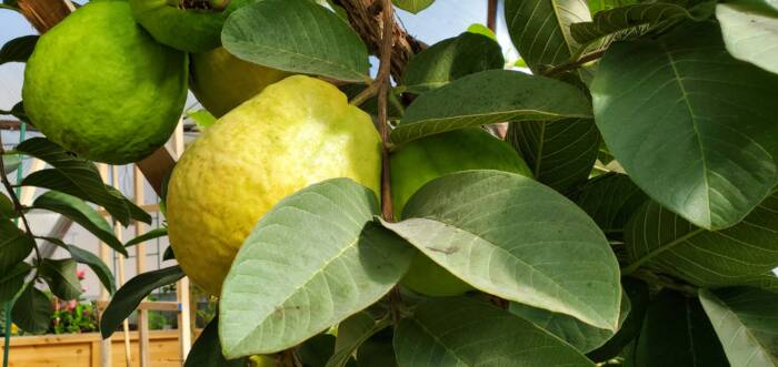 Natural Benefits Guava Lemon Green Tea